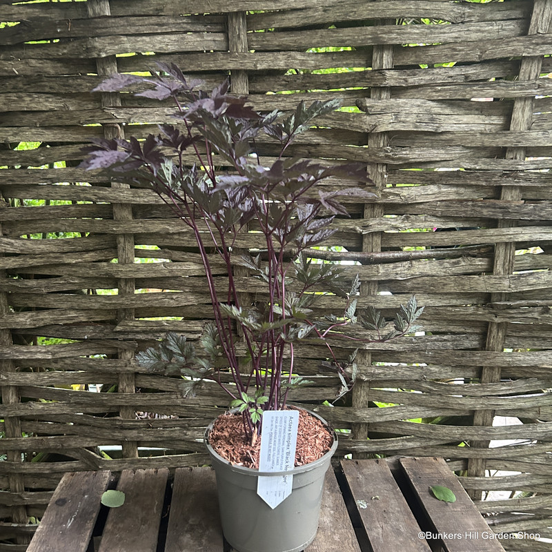 Actaea 'Black Negligee'