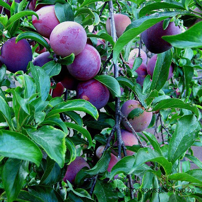 Plum 'Czar' 2yr feathered maiden tree on St Julian A rootstock (POTTED)