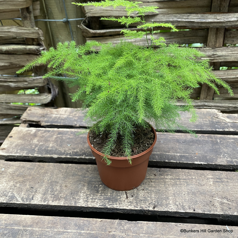 Asparagus Fern (Houseplant)