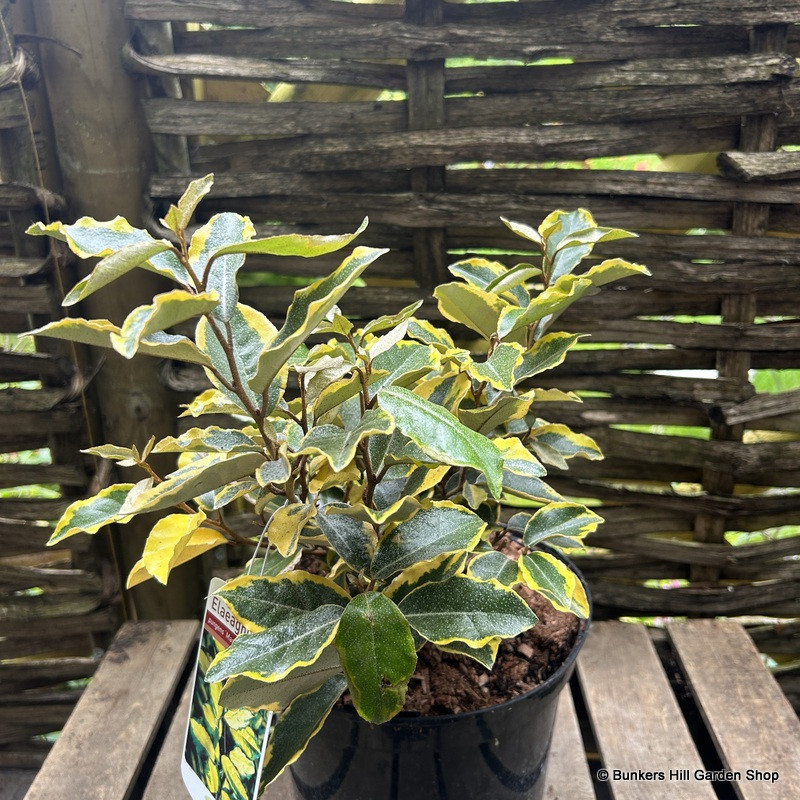Elaeagnus pungens 'Maculata' - 5ltr