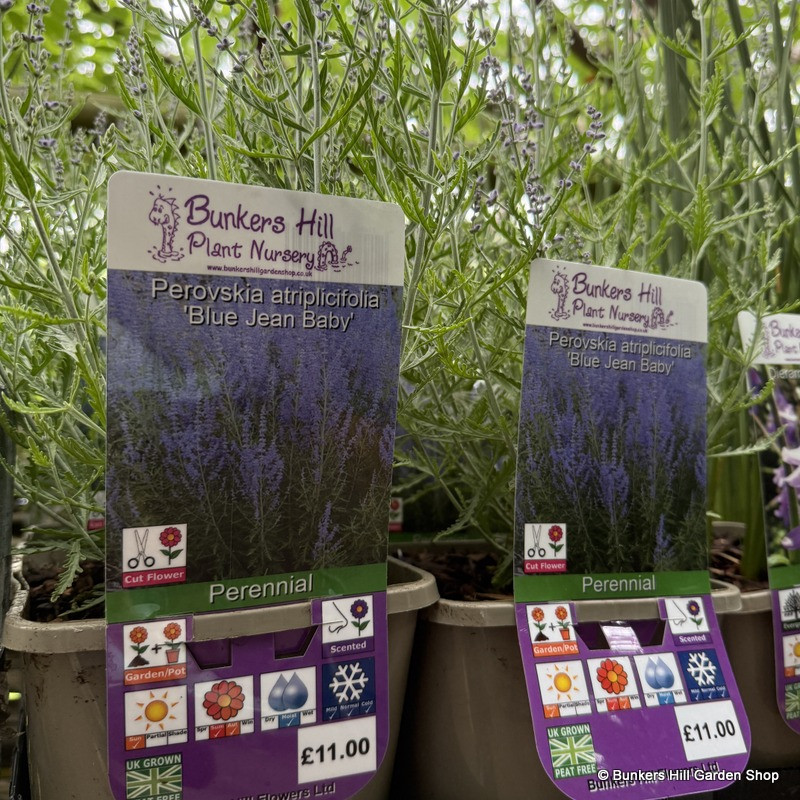 Perovskia atriplicifolia 'Blue Jean Baby' 3ltr pot