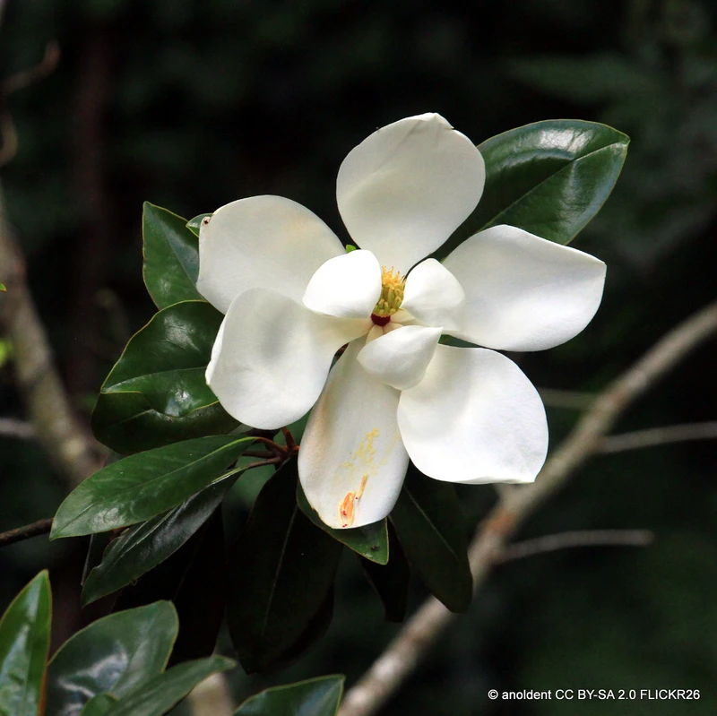 Magnolia 'Little Gem' 80-100cm bush