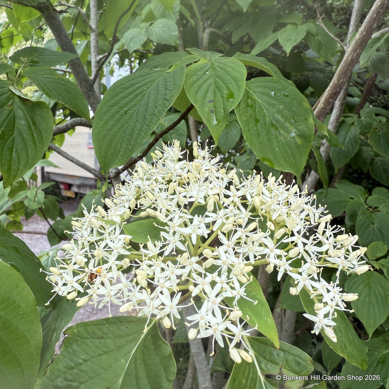 Cornus controversa (60ltr)