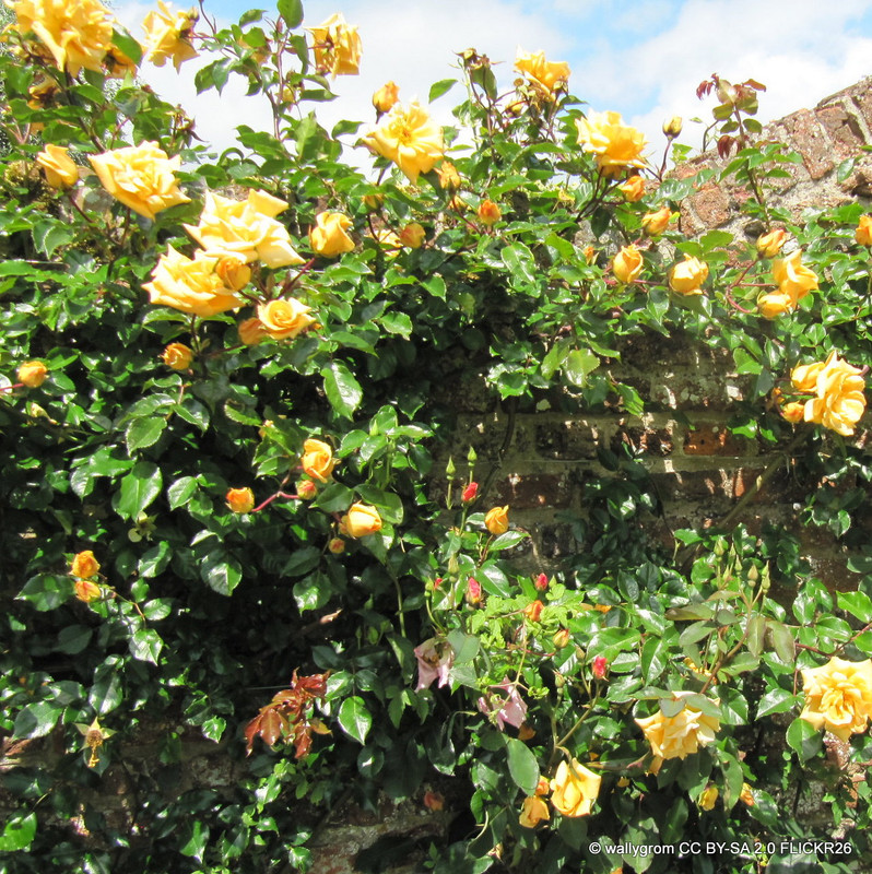Emily Gray - Rambling Rose