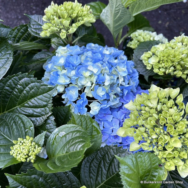 Hydrangea Macrophylla Blue (5L)