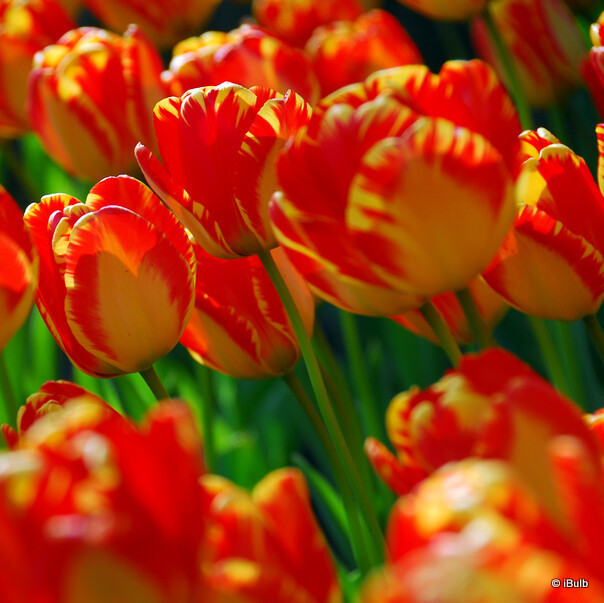Tulip 'Banja Luka' - PACK of 6 bulbs