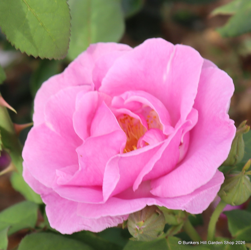 Lucky - Floribunda Rose