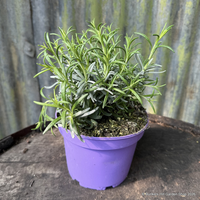 Lavender angustifolia 'Munstead' 2L