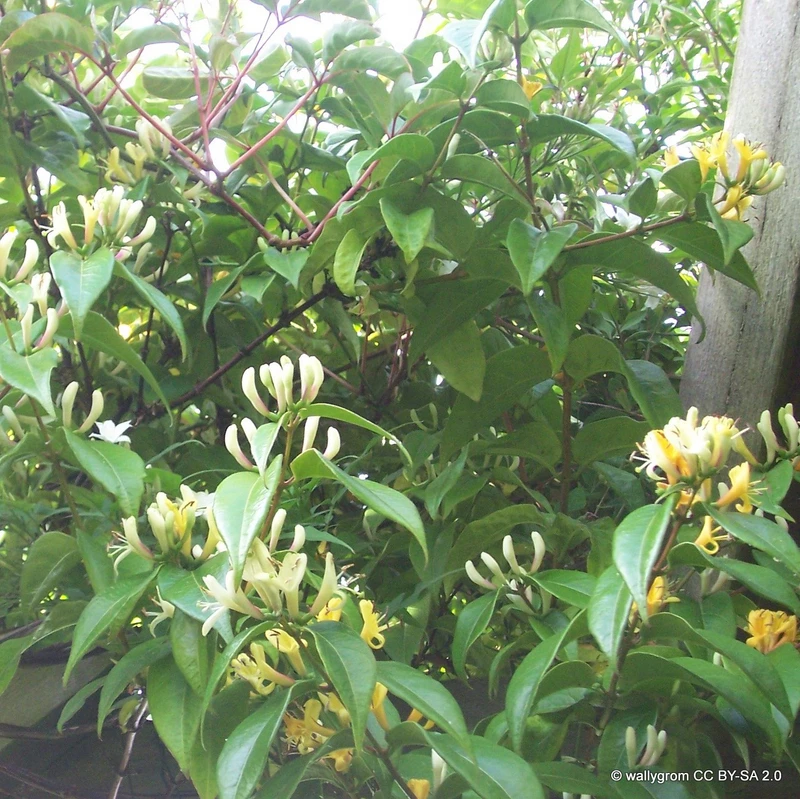 Lonicera henryii 'Copper Beauty'