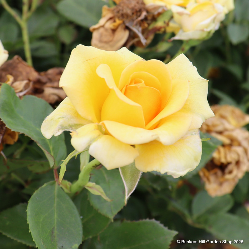 You Are My Sunshine - Hybrid Tea Rose
