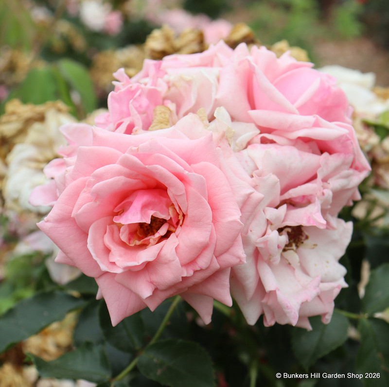 Pretty Polly - Patio Rose
