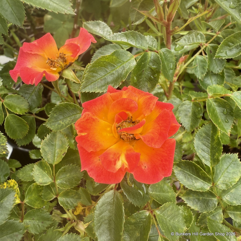 Rainbow Magic - Patio Rose
