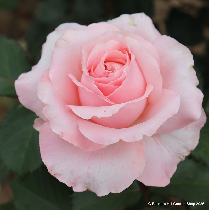 Bride and Groom - Hybrid Tea (Standard Rose)