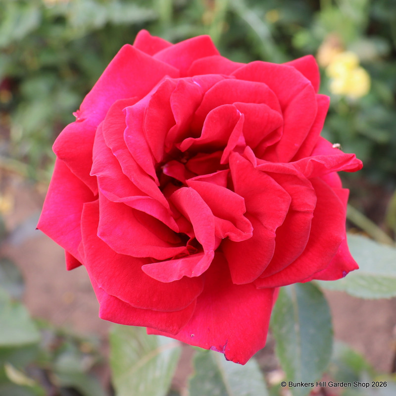 Thinking of You - Hybrid Tea (Standard Rose)