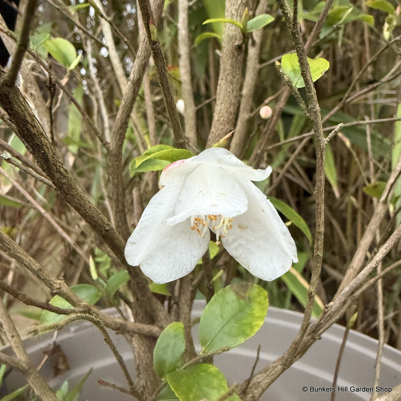 Camellia rosthorniana 'Beauty Blush' 7.5L