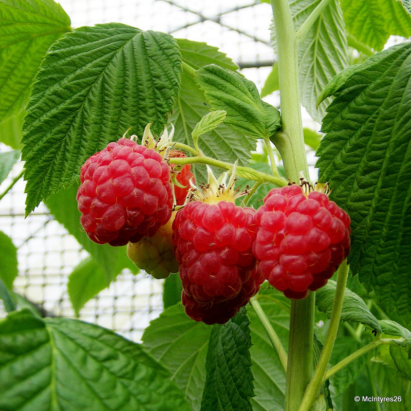 Raspberry 'Glen Clova' - 10 canes