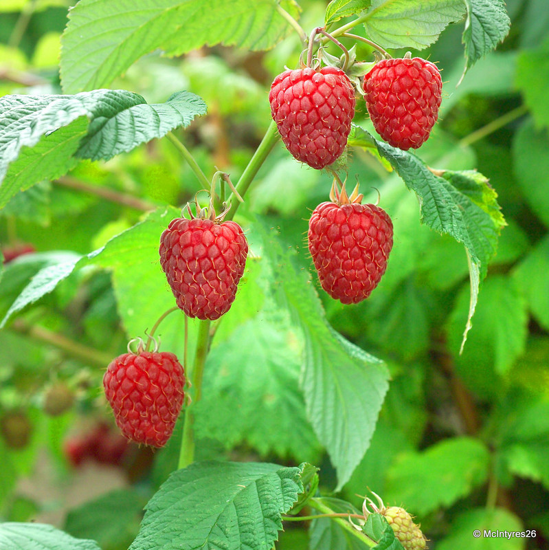Raspberry 'Glen Ericht' - 3 canes
