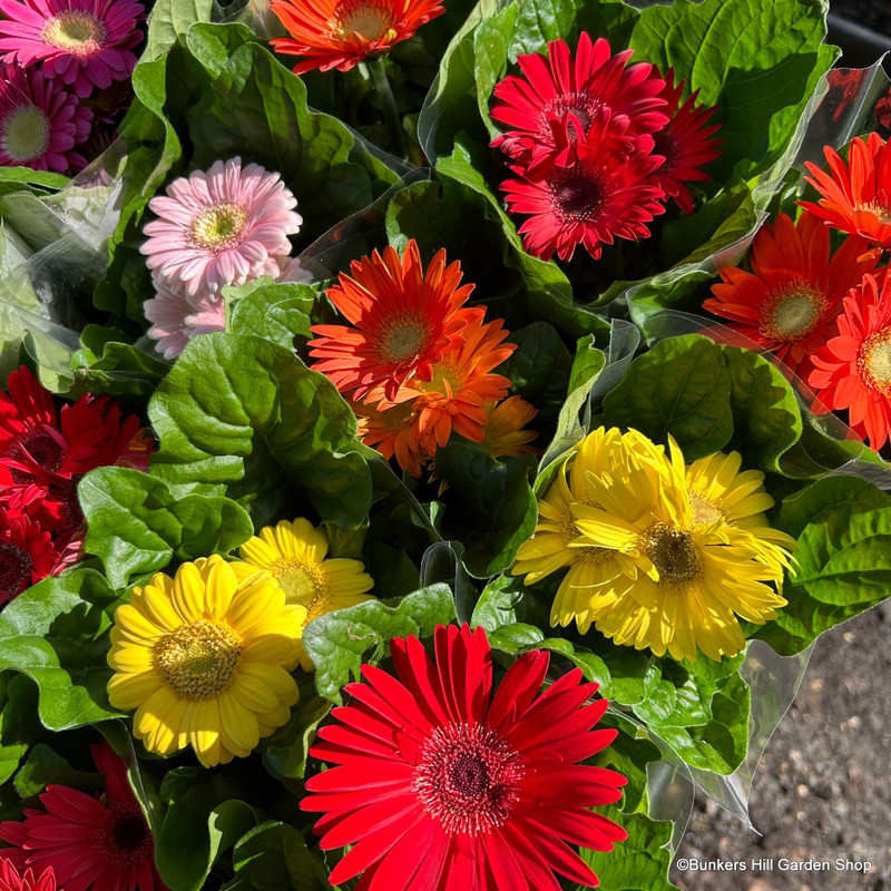 Mini gerberas