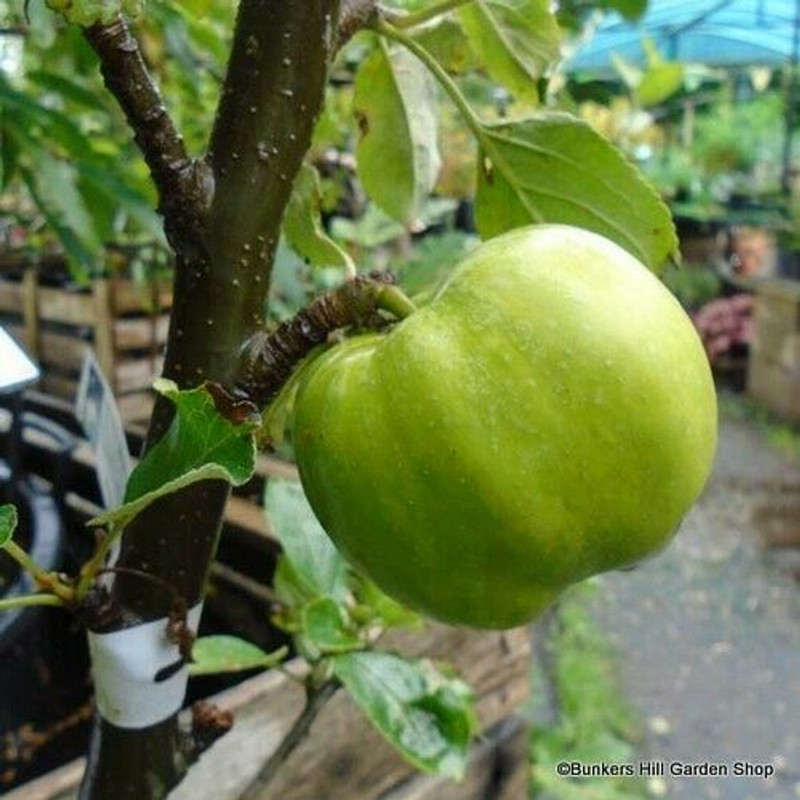 Apple 'Lord Derby' 2yr Bush Tree on MM106 rootstock
