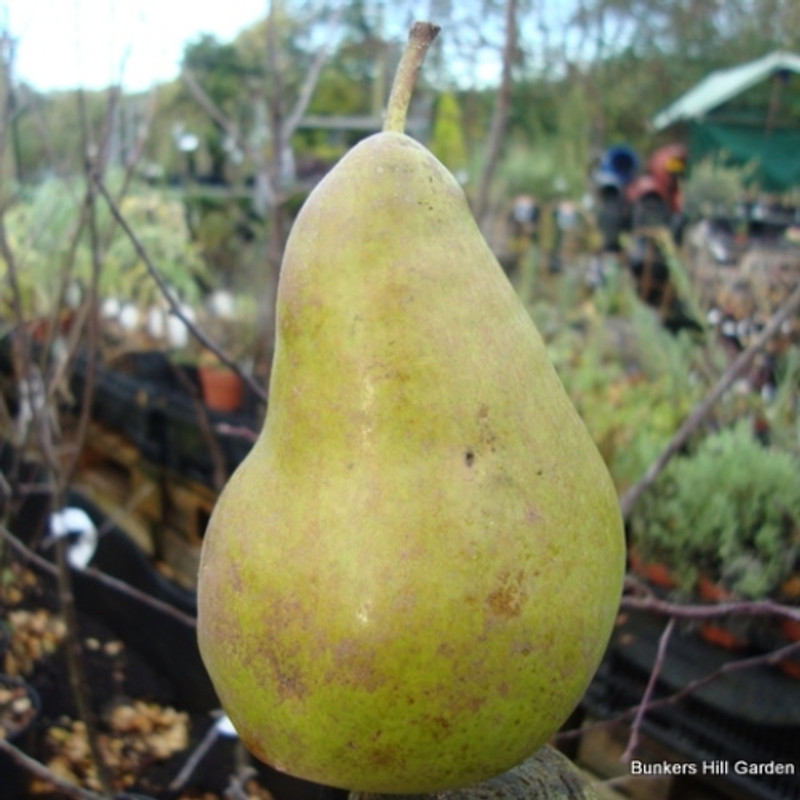 Pear 'Concorde' 2yr bush tree on Quince A rootstock