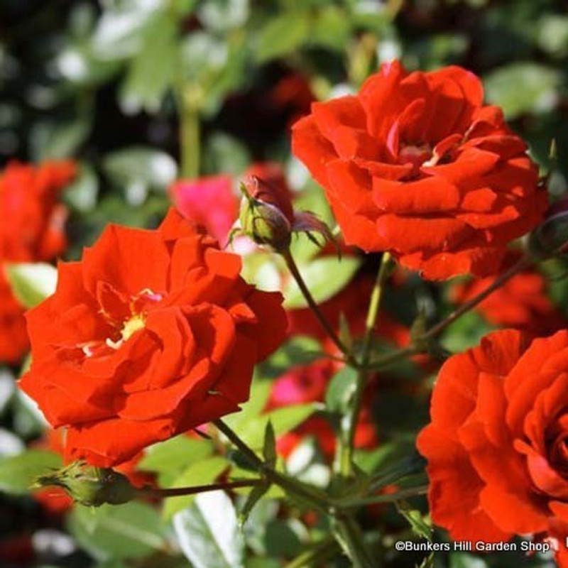 Fragrant Cloud - Climbing Rose