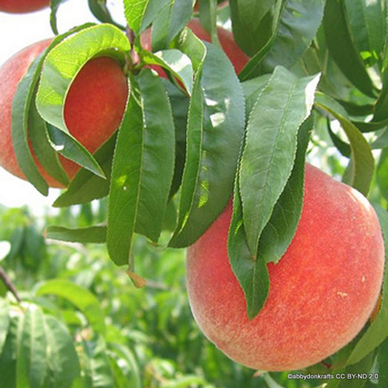 Peach 'Peregrine' 1yr feathered maiden tree on Krymsk 86 rootstock