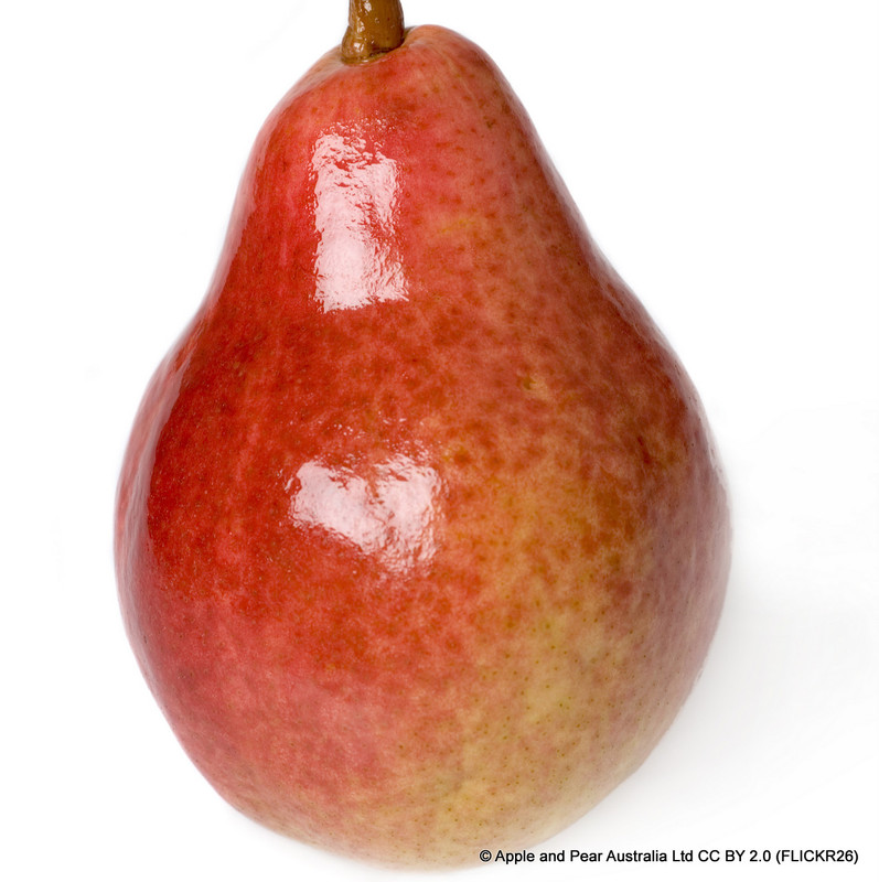 Pear 'Sensation' 2yr bush (Quince A rootstock)