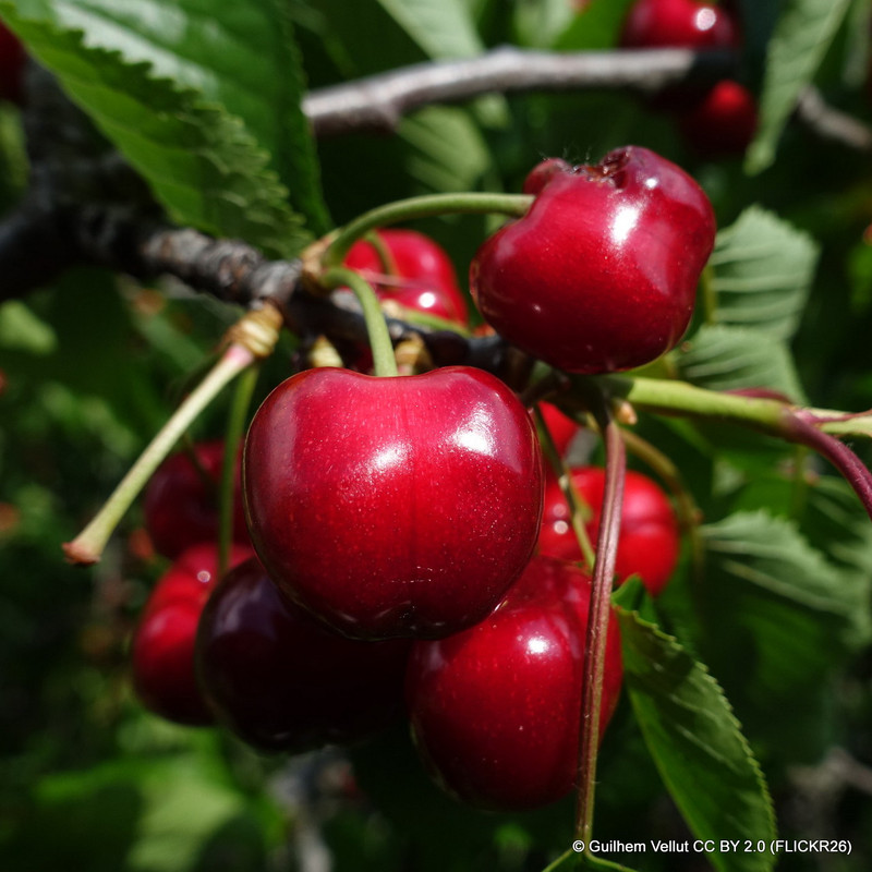 Cherry 'Sylvia' 2yr Bush tree on Colt rootstock