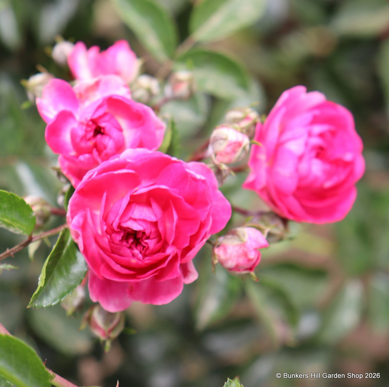 'Excelsa' - Rambling Rose