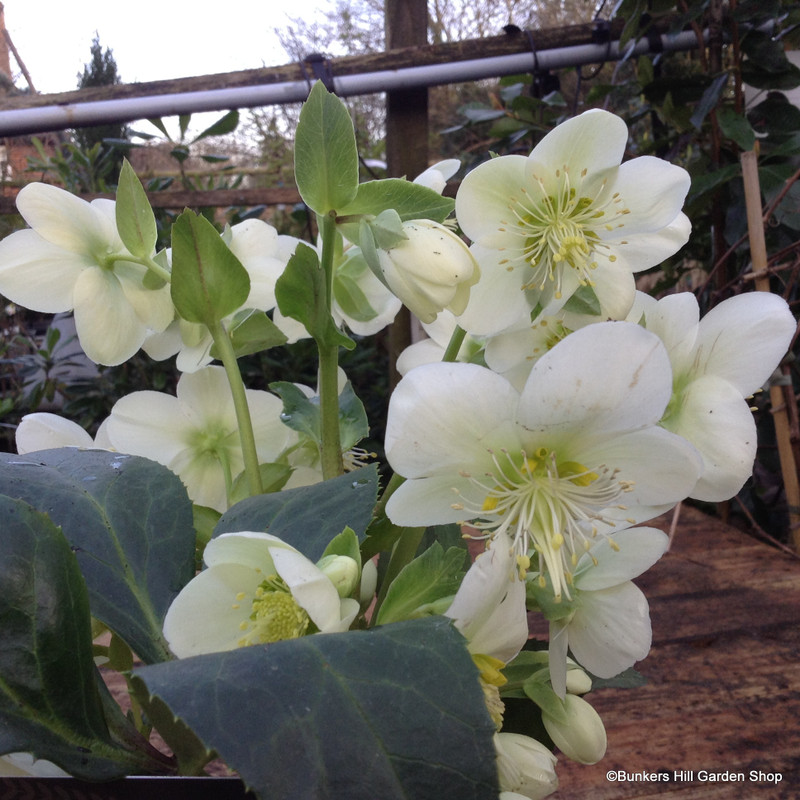 Hellebore 'Ice n Roses' (p15)
