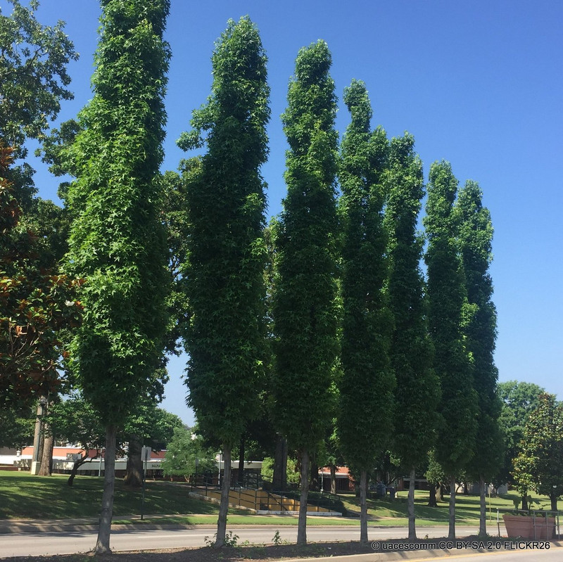Liquidambar styr. 'Slender Silhouette' 175-200cm (10L)
