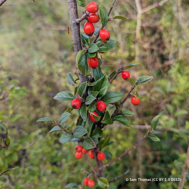 5 x Cotoneaster simonsii (Himalayan Cotoneaster) 40-60cm
