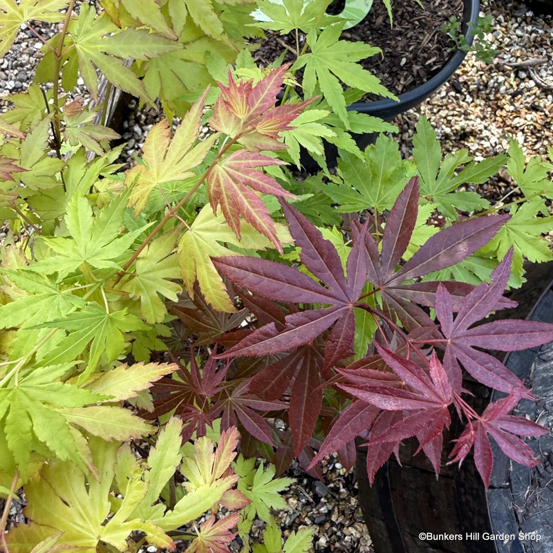 Acer pal. 'Festival' 3L