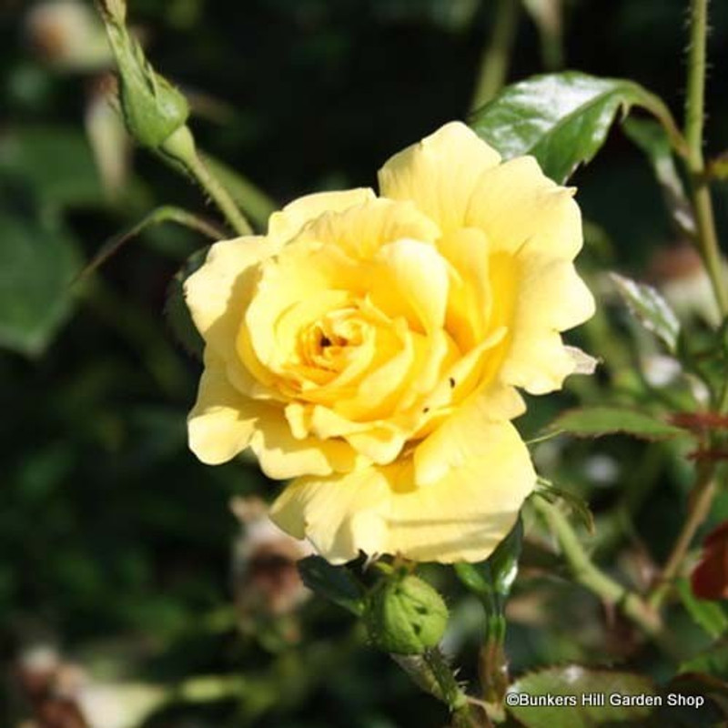 Gardeners Glory - Climbing Rose