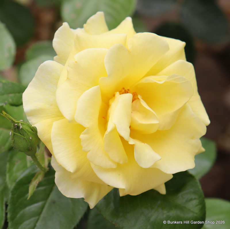 Gardener's Glory - Climbing Rose