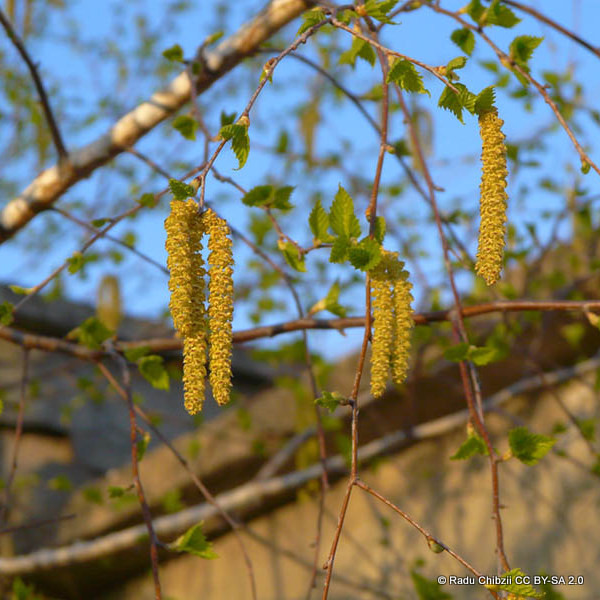 10 x Betula pendula (Silver Birch) 60-90cm bareroot