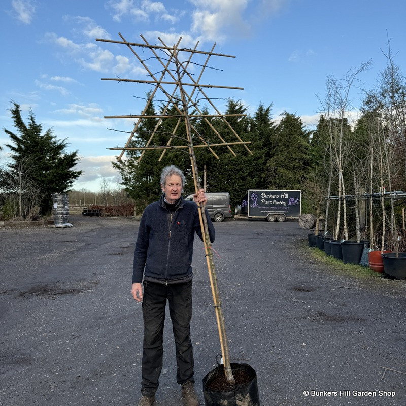 Pleached tree - Malus 'Evereste' (Crabapple)' 1.8m stem (10/12cm girth)
