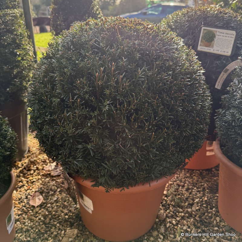 Taxus baccata ball 50-55cm