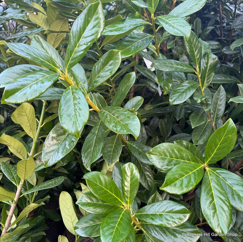 Prunus laur. 'Novita' 200-225cm (77L)