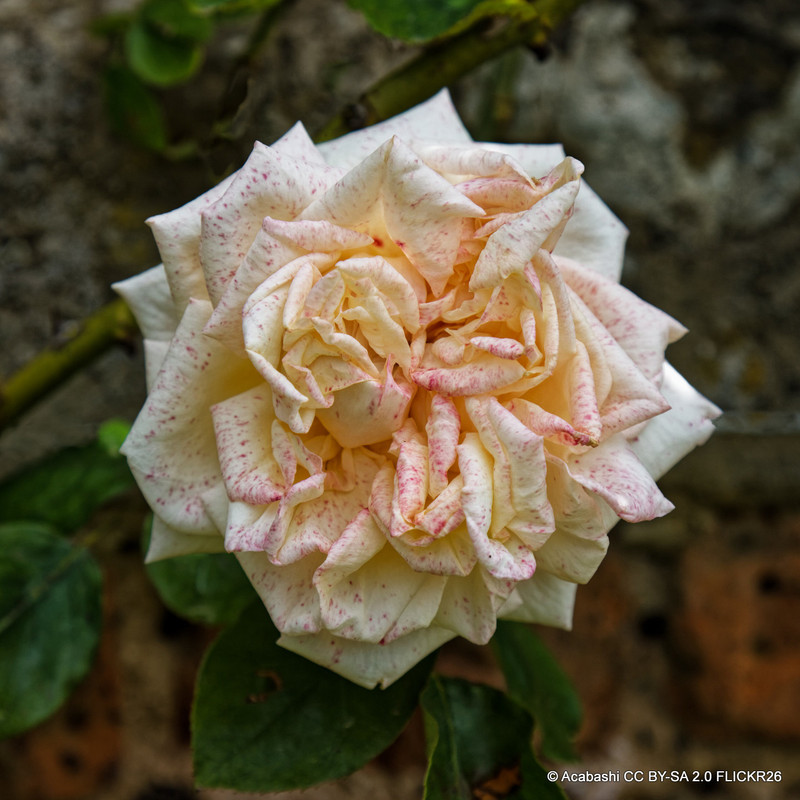 Gloire de Dijon - Climbing Rose