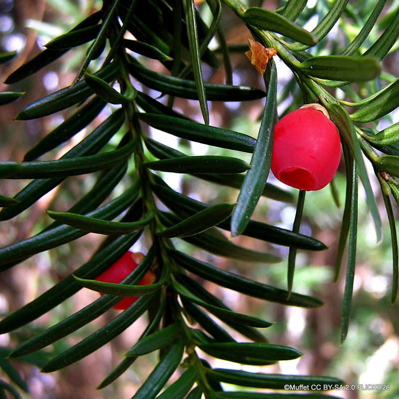 Taxus baccata (Yew) 40-60cm bare root - Single Plant
