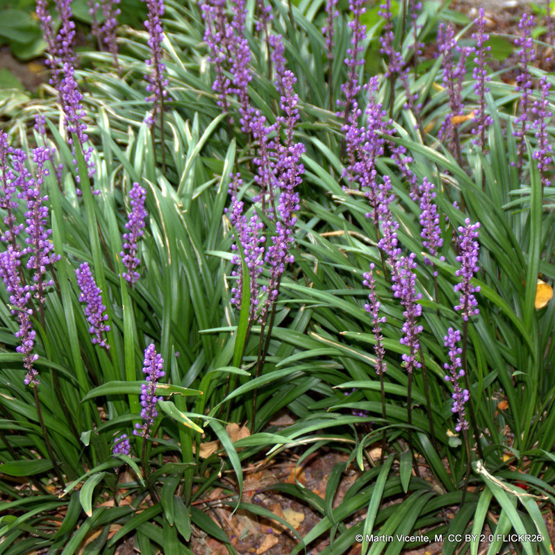 Liriope muscari 'Big Blue' - 2ltr