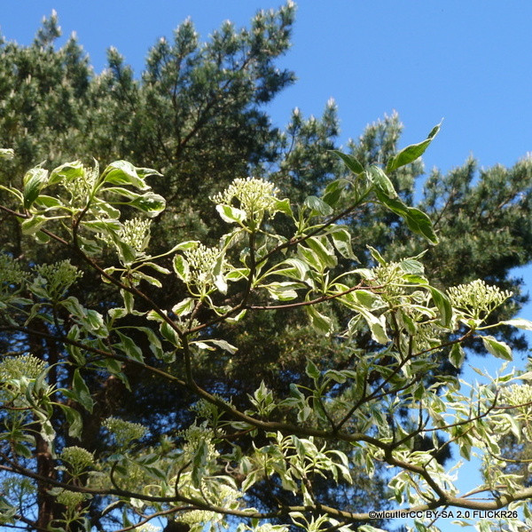 Cornus controversa Variegata (Wedding Cake tree)