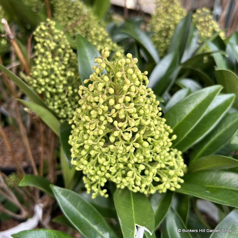 Skimmia confusa ‘Kew Green’