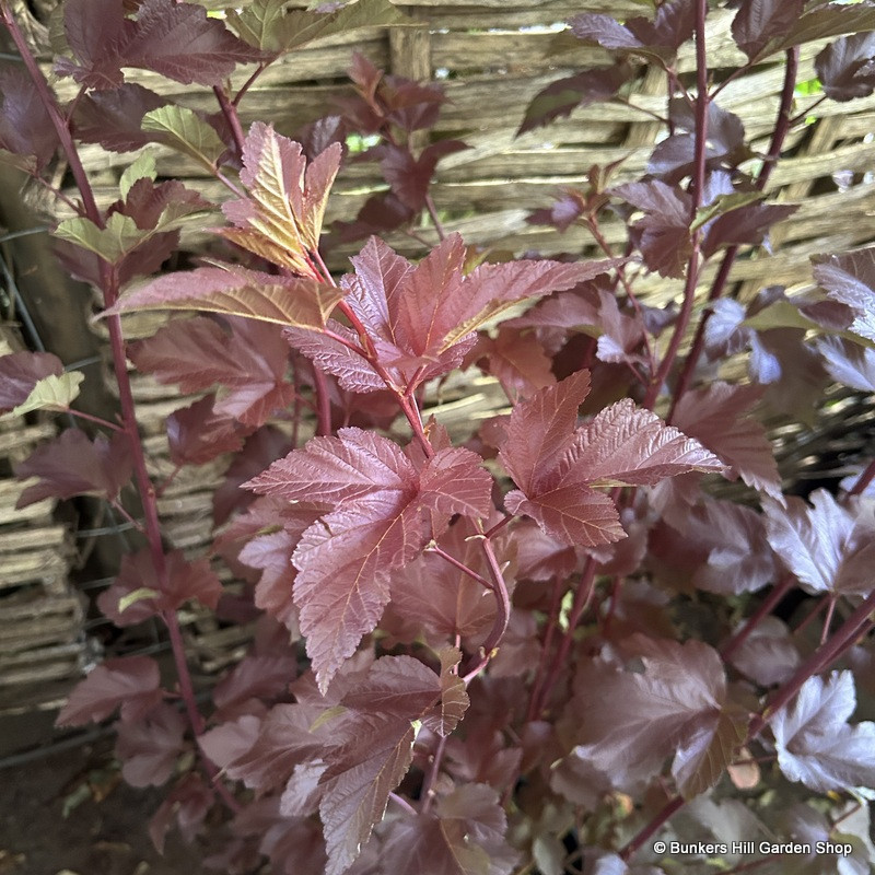 Physocarpus 'Diabolo' 3L