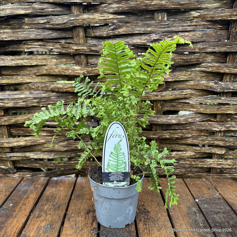 Fern Dryopteris 'Cristata the King' - S+