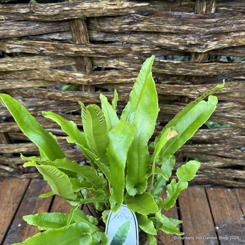 Asplenium scolopendrium (Hardy fern)  S+