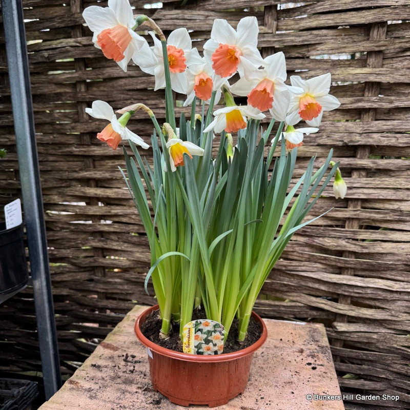 Daffodil 'Accent' tub