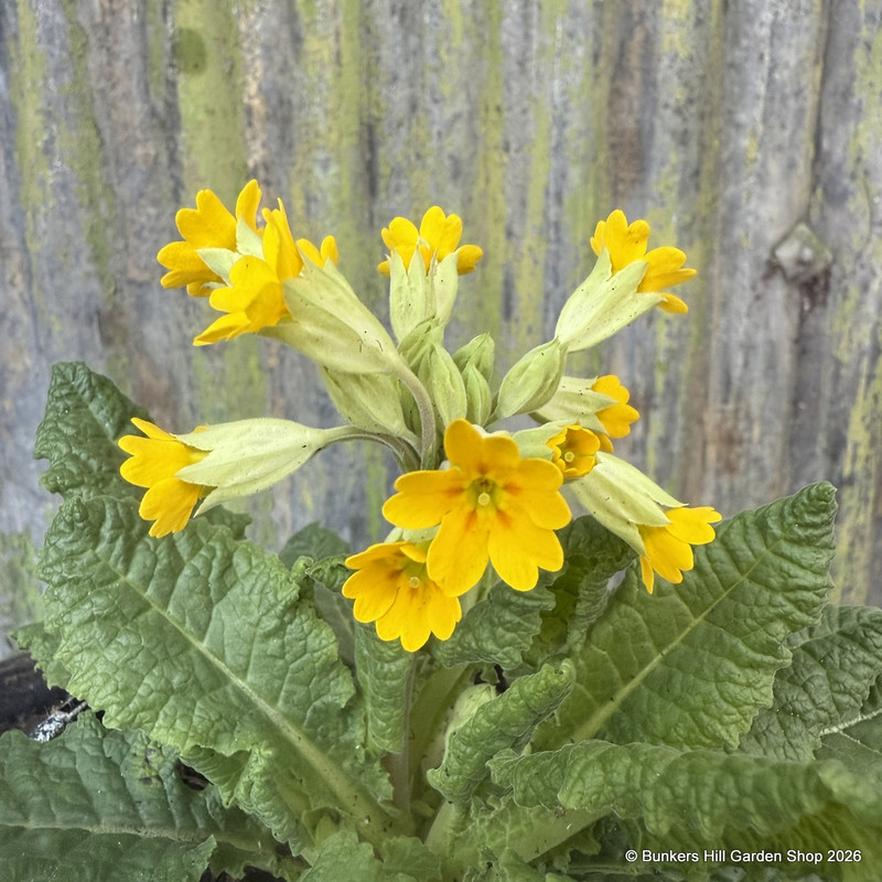 Primula cabrillo (cowslip)