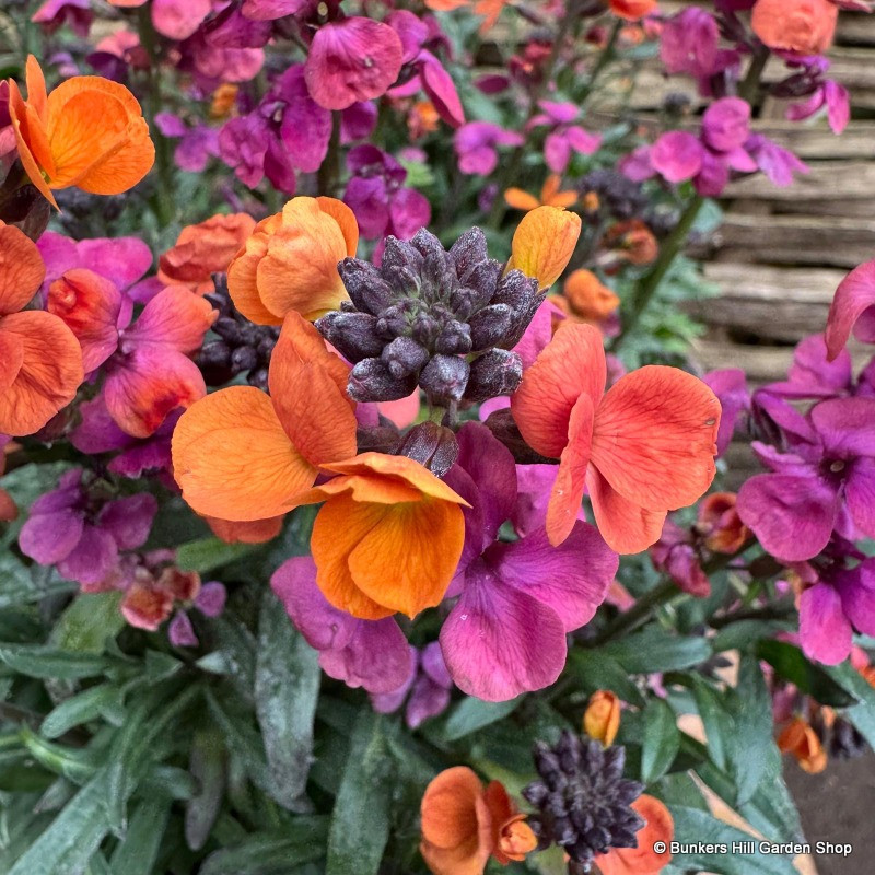 Erysimums (perennial wallflower)